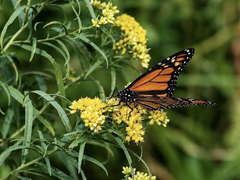 Leaving The Blooms Standing Keeps Food Available Longer Leaving The Blooms Standing Keeps Food Available Longer