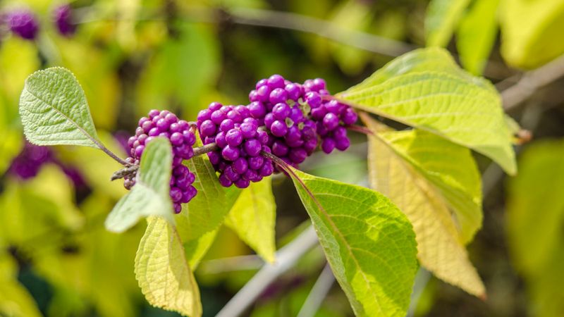 Leaving The Fall Display Untouched Helps Extend Its Wildlife Value