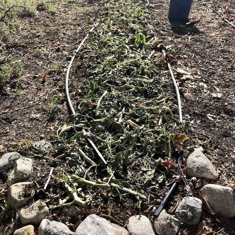 Leaving Vines Rarely Helps The Soil Enough