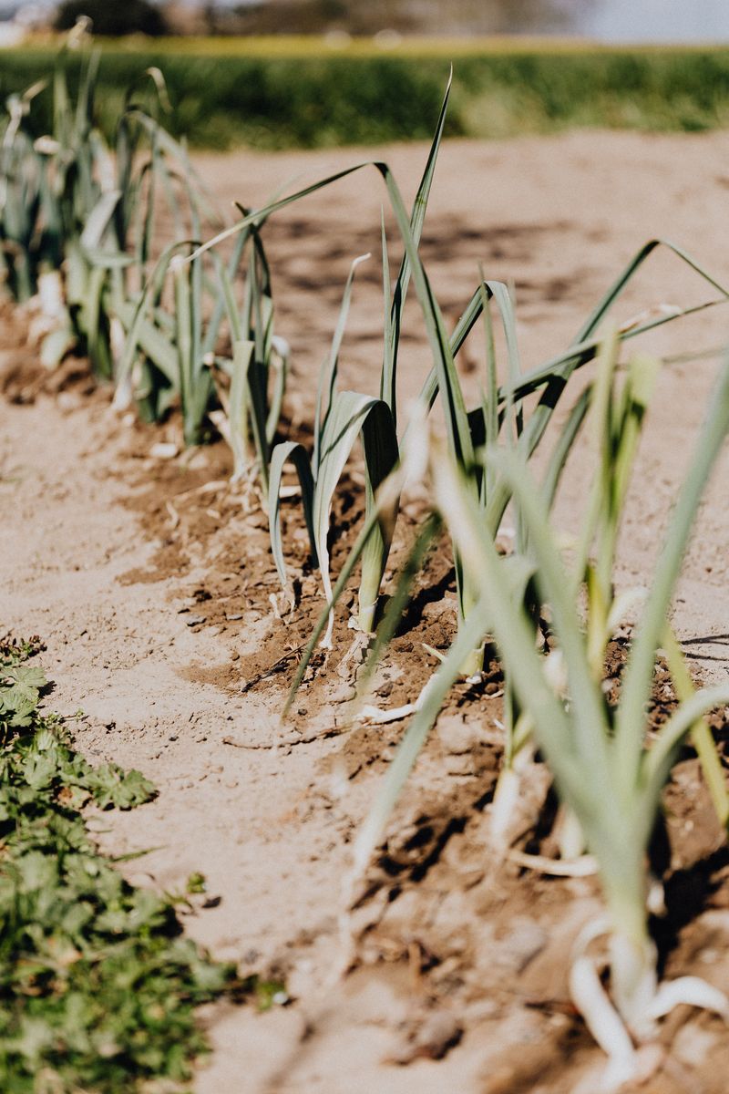 Leeks Stand Guard Against Hungry Pests Leeks Stand Guard Against Hungry Pests