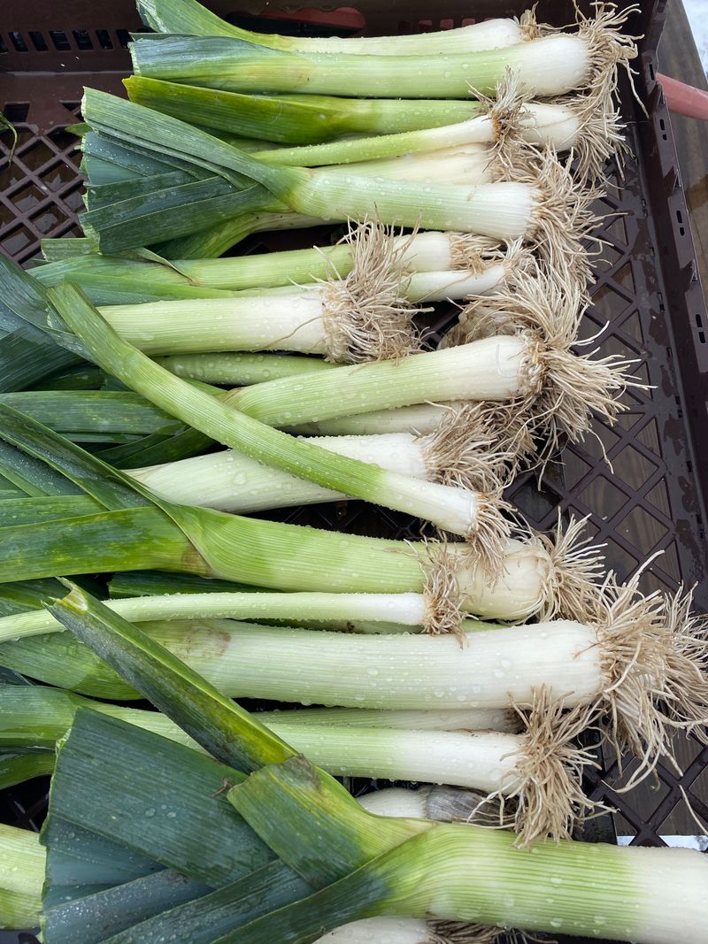 Leeks Stand Tall Through Snow And Wind Leeks Stand Tall Through Snow And Wind