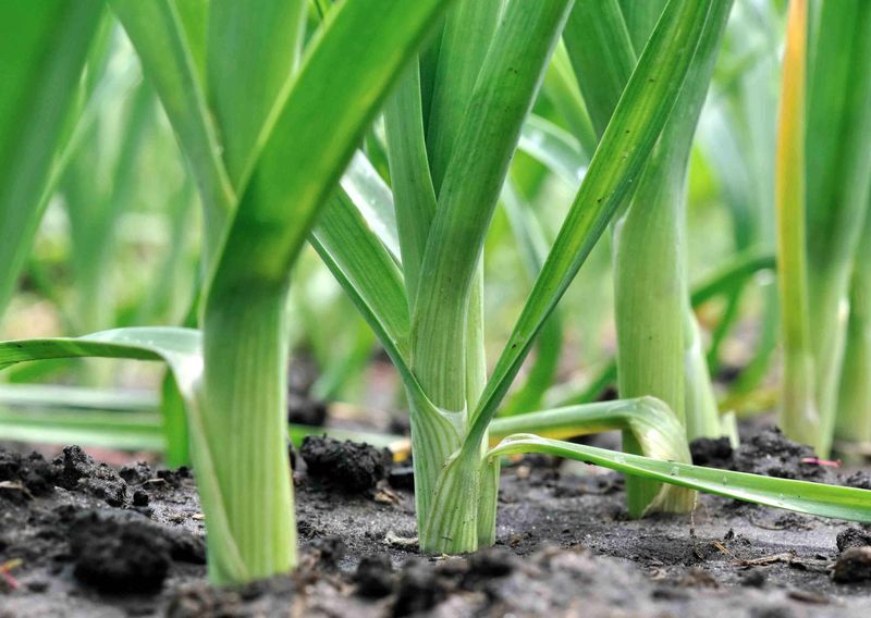 Leeks Leeks