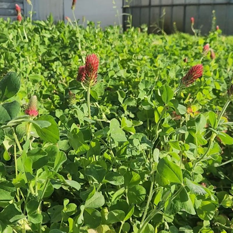 Legumes Can Contribute Nitrogen Legumes Can Contribute Nitrogen