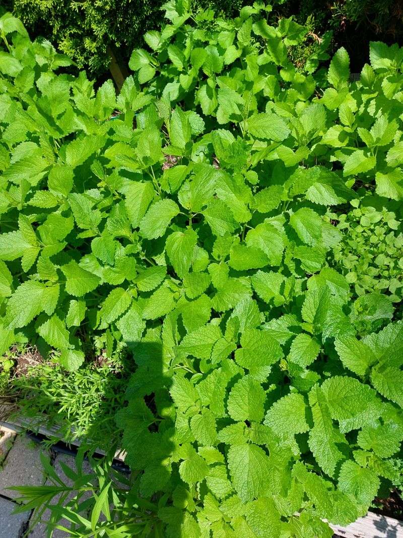 Lemon Balm Perks Up As Summer Fades