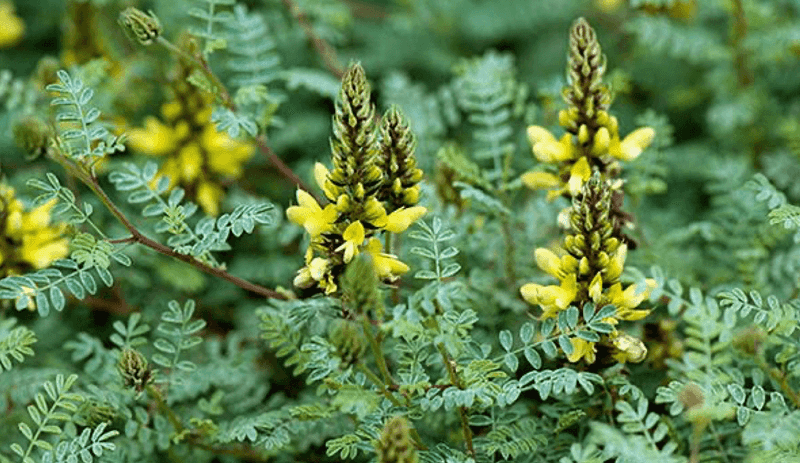 Lemon Dalea for Arizona Landscapes