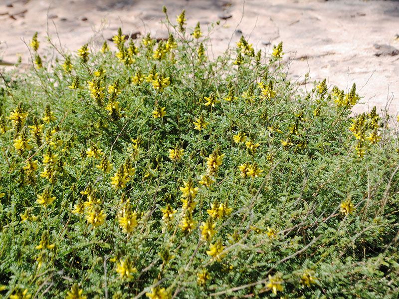 Lemon Dalea