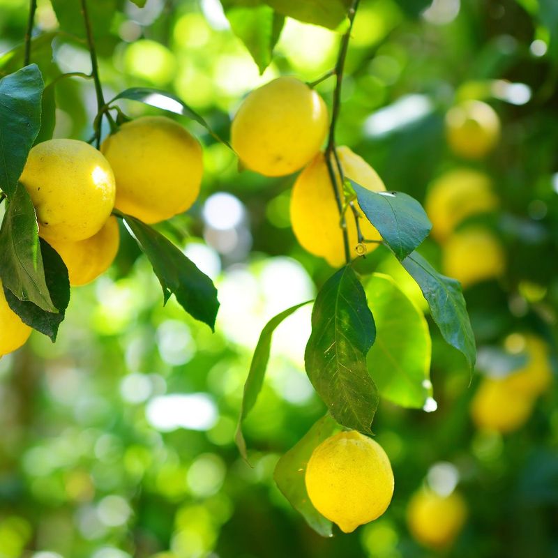 Lemon Trees Can Need Continued Nutrients Into Fall