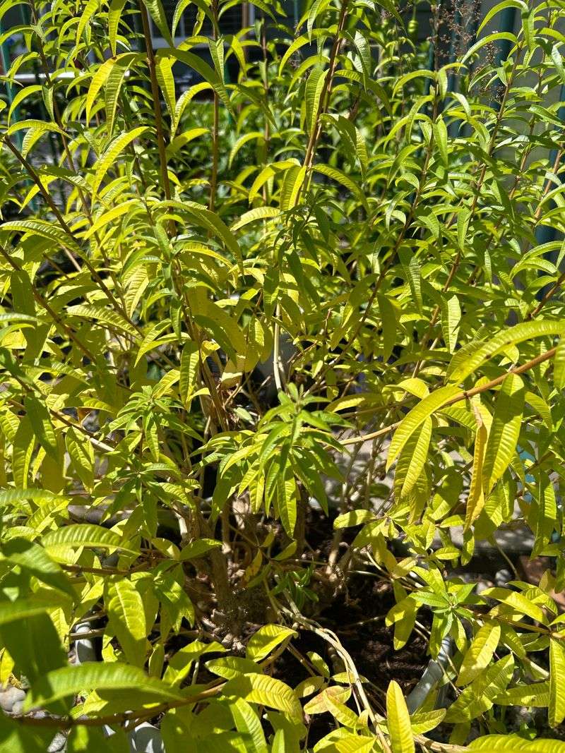 Lemon Verbena Holds Onto Fragrance Late Into Fall