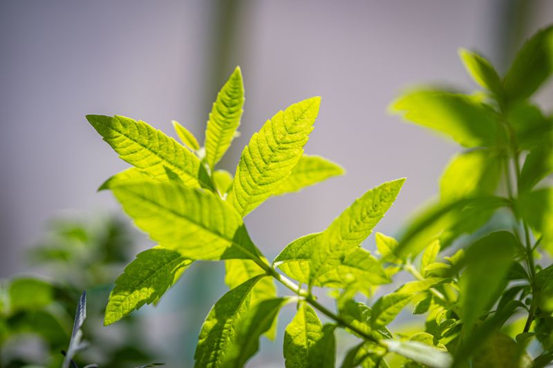 Lemon Verbena, The Fragrant Drama Queen Lemon Verbena, The Fragrant Drama Queen