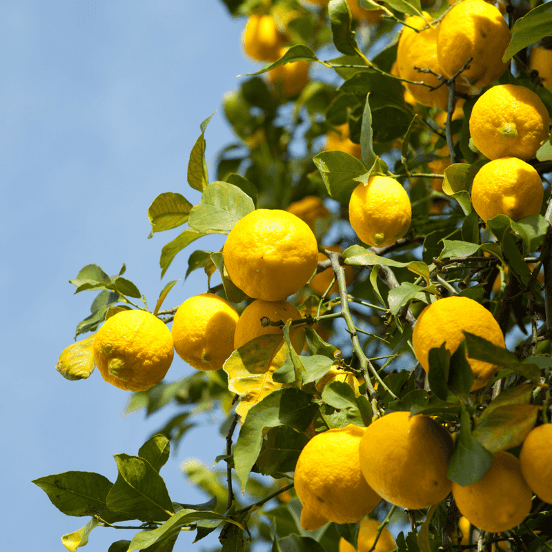 Lemon
