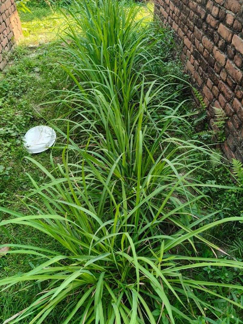 Lemongrass Is The Plant Worth Knowing Lemongrass Is The Plant Worth Knowing