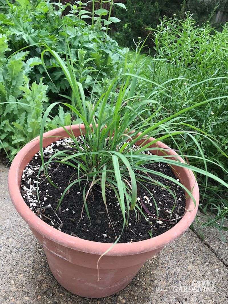 Lemongrass Recovers Fast After The Move Lemongrass Recovers Fast After The Move
