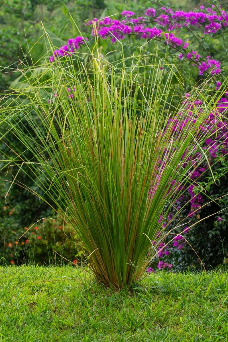 Lemongrass, The Tall Tropical Showoff Lemongrass, The Tall Tropical Showoff