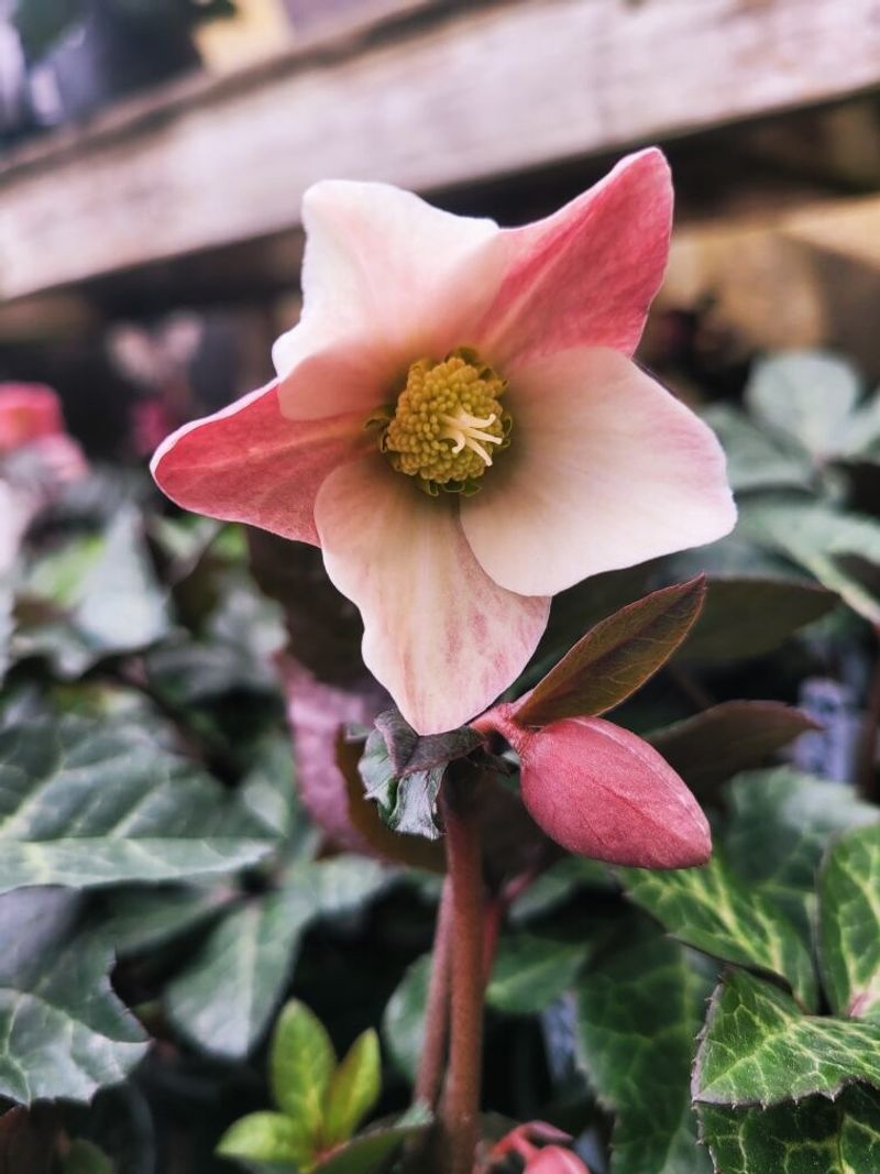 Lenten Rose Brings Blooms To Shady Spots In Late Winter