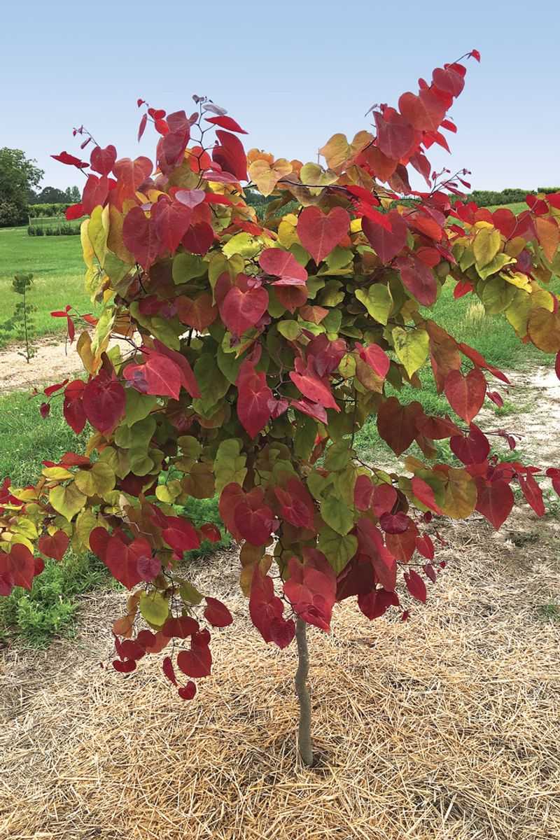 Less Summer Heat Means Less Stress After Planting