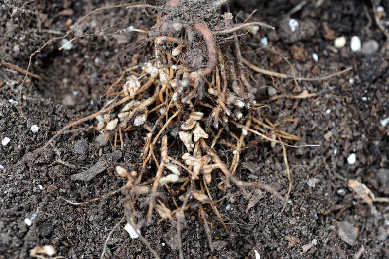 Less disturbance does not prove microbial recovery