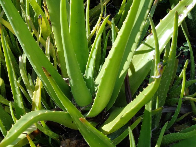 Let Aloe Vera Dry Before Giving It Another Drink Let Aloe Vera Dry Before Giving It Another Drink
