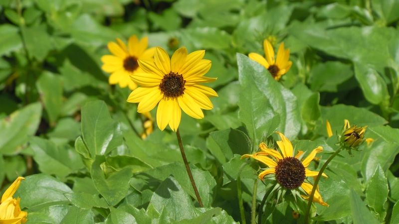 Let Beach Sunflower Dry Out Before Rust Takes Hold Let Beach Sunflower Dry Out Before Rust Takes Hold