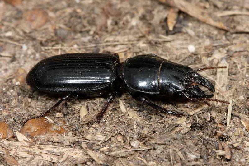 Let Birds And Ground Beetles Finish The Job