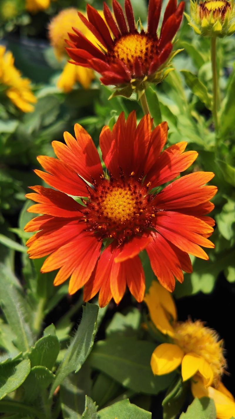 Let Blanket Flower Handle The Heat Without Constant Fuss Let Blanket Flower Handle The Heat Without Constant Fuss