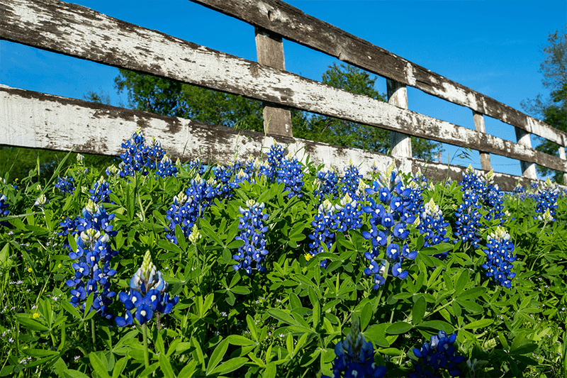 Let Bluebonnets Complete Their Natural Cycle