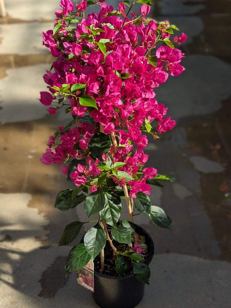 Let Bougainvillea Dry Out Between Waterings