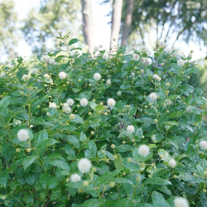 Let Buttonbush Grow Without Over-Pruning