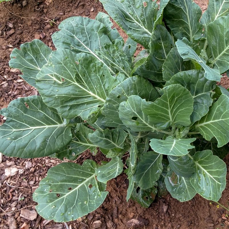 Let Cool Weather Finish The Crop Let Cool Weather Finish The Crop