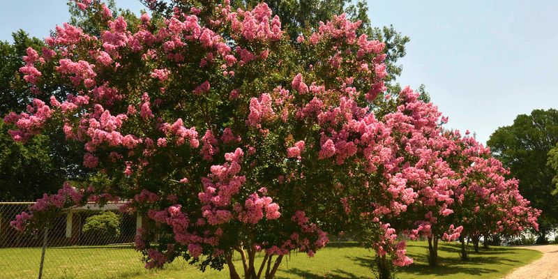 Let Crape Myrtle Prepare For Cooler Weather Let Crape Myrtle Prepare For Cooler Weather