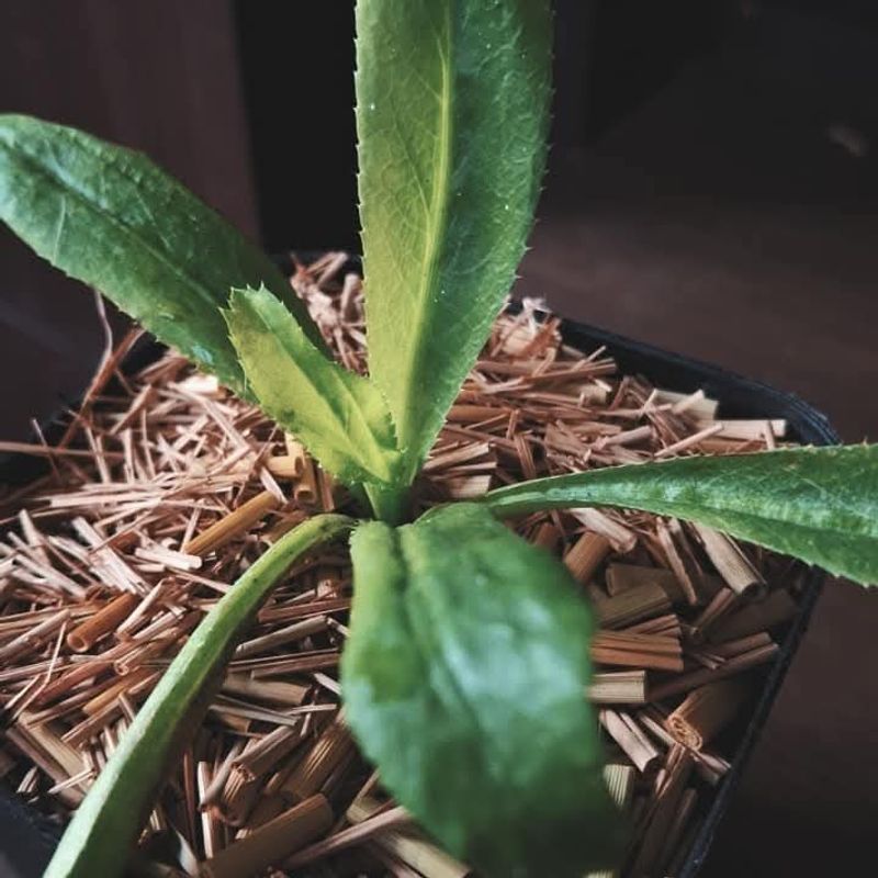 Let Culantro Stay Leafy Instead Of Rushing To Seed Let Culantro Stay Leafy Instead Of Rushing To Seed