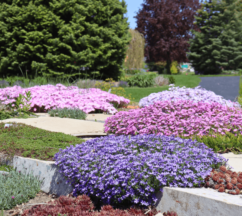 Let Dense Growth Help Hold Soil Let Dense Growth Help Hold Soil