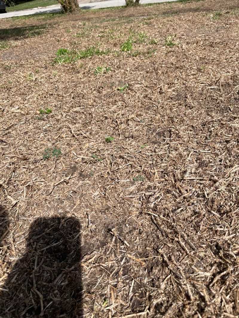 Let Drought-Stressed Roots Recover Before Feeding