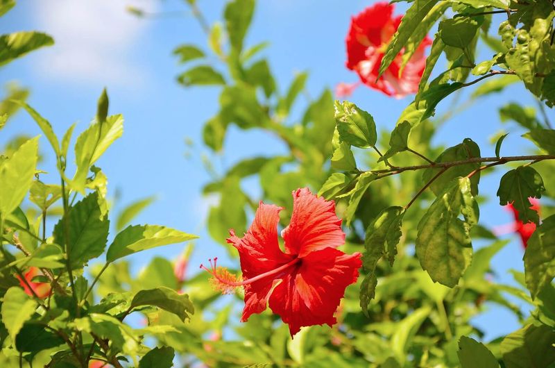 Let Established Plants Keep Their Show Let Established Plants Keep Their Show