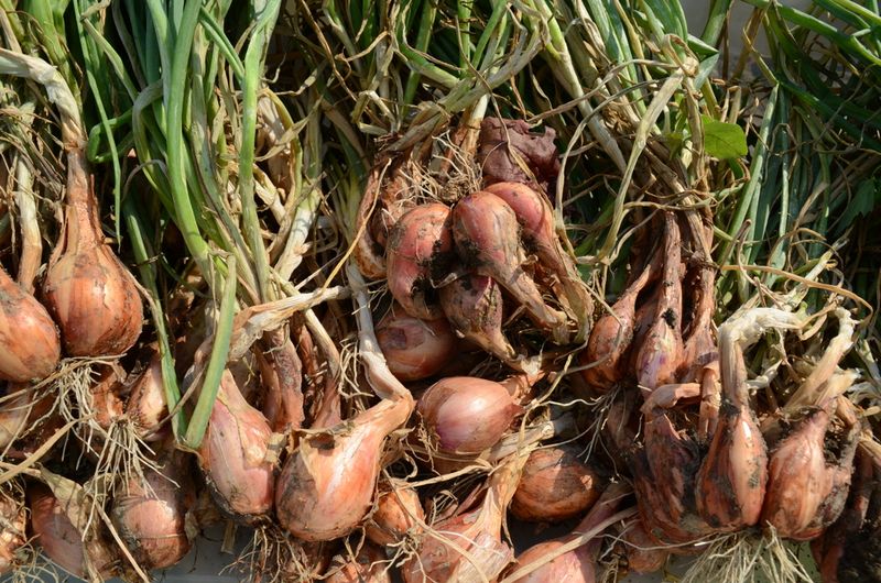 Let Fall Roots Set Up The Summer Crop