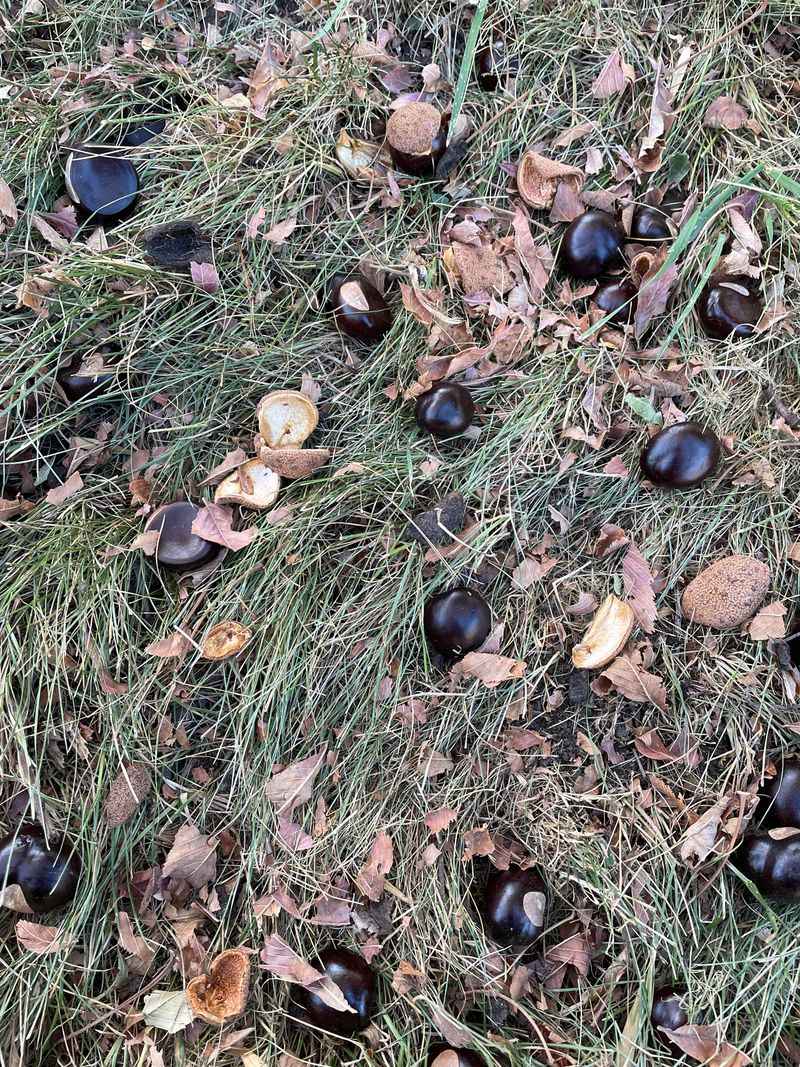 Let Fallen Buckeyes Stay Out Of Compost Let Fallen Buckeyes Stay Out Of Compost