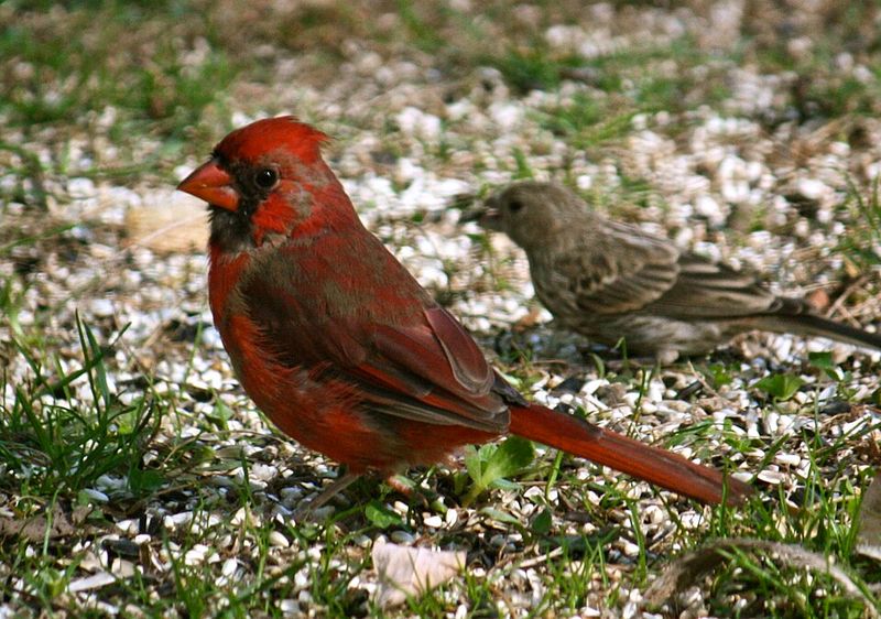 Let Fallen Seeds Feed Cardinals Through The Season Let Fallen Seeds Feed Cardinals Through The Season