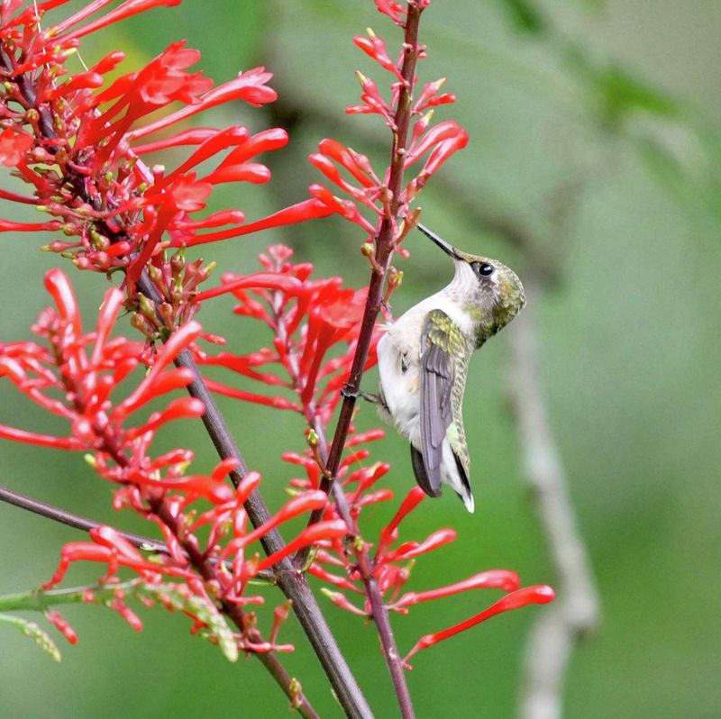 Let Firespike’s Red Tubular Flowers Draw Hummingbirds