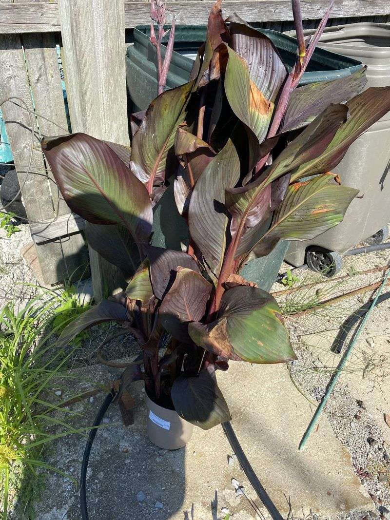 Let Frost Timing Guide Your Canna Cleanup