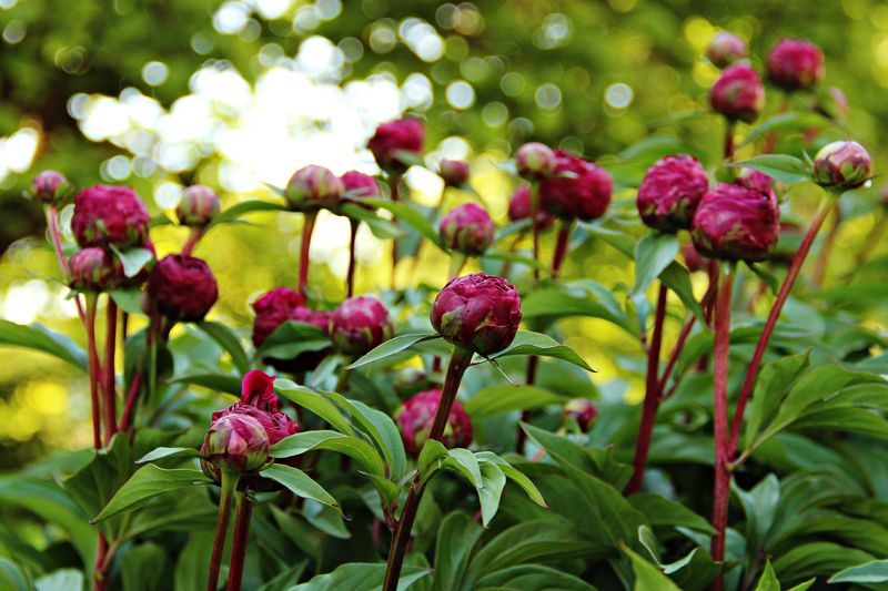 Let Healthy Foliage Keep Working Let Healthy Foliage Keep Working