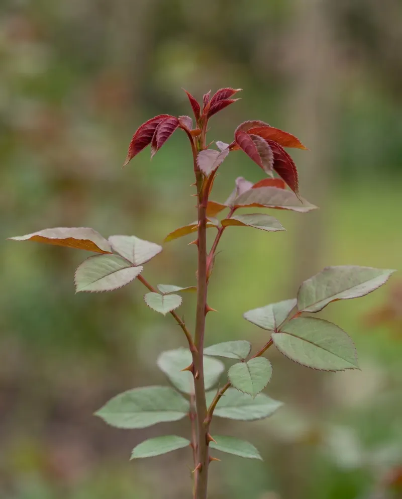 Let Healthy Growth Harden Before Cold Arrives