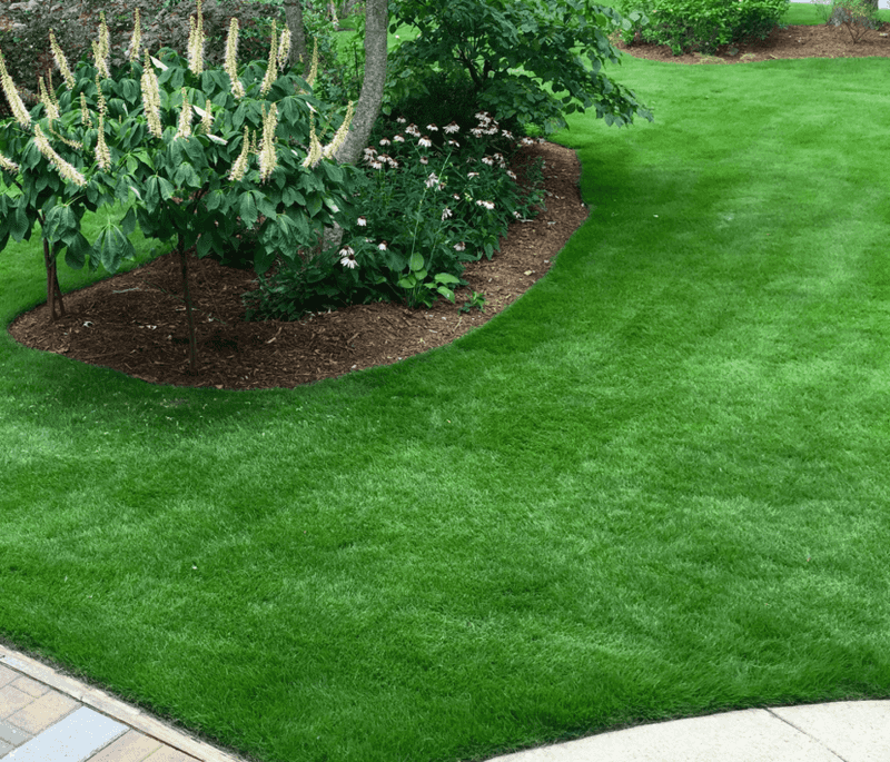 Let Healthy Roots Carry The Lawn Through Fall Let Healthy Roots Carry The Lawn Through Fall
