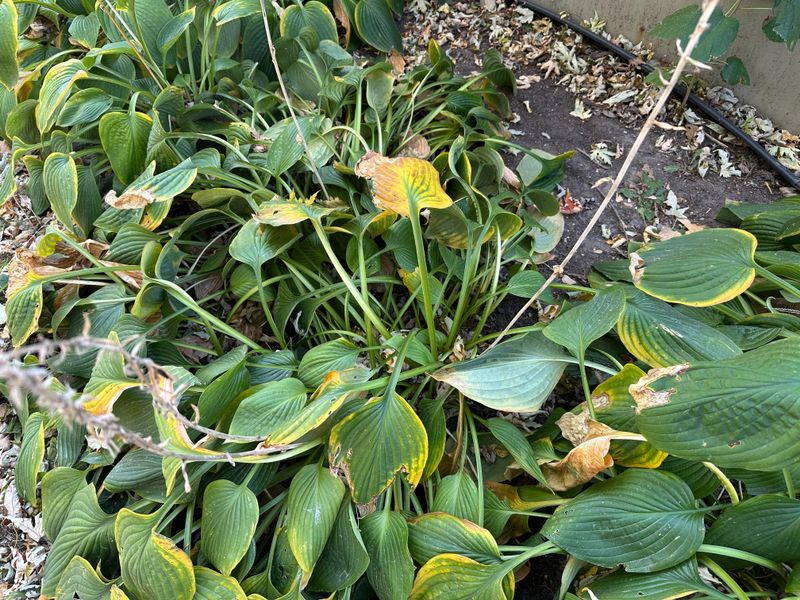 Let Hosta Foliage Fade Before Cutting It Back