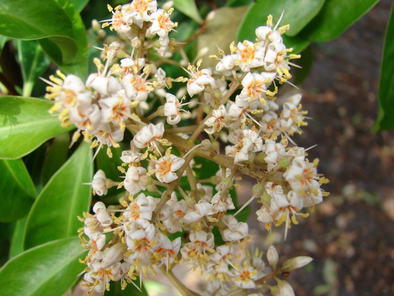 Let Its Dense Foliage Create Backyard Cover