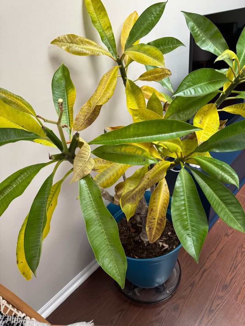 Let Leaves Drop Naturally On Their Own