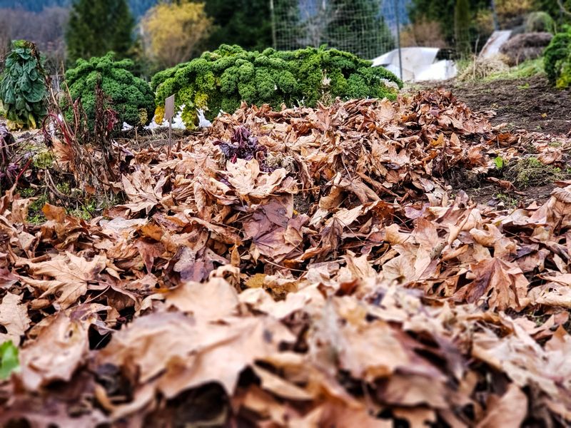 Let Leaves Protect Bare Soil