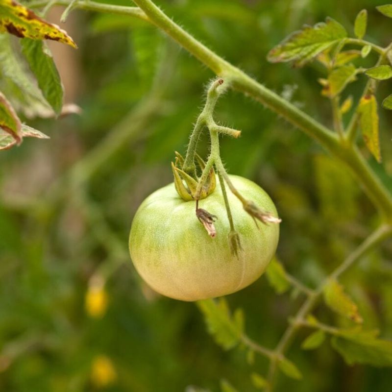Let Local Frost Risk Decide When Tomato Plants Come Out Let Local Frost Risk Decide When Tomato Plants Come Out