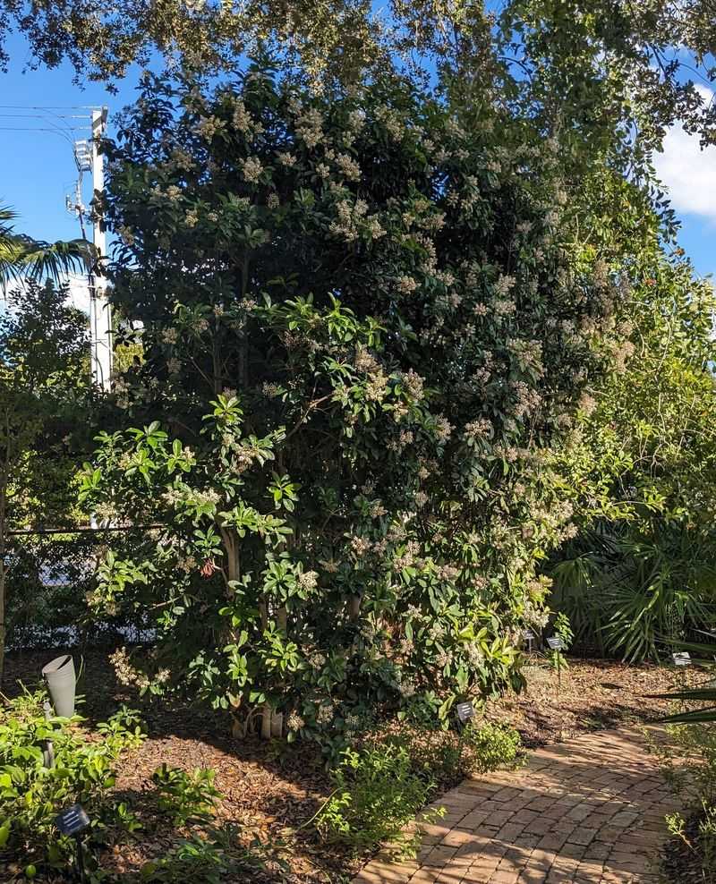 Let Marlberry Turn A Quiet Corner Into Wildlife Habitat