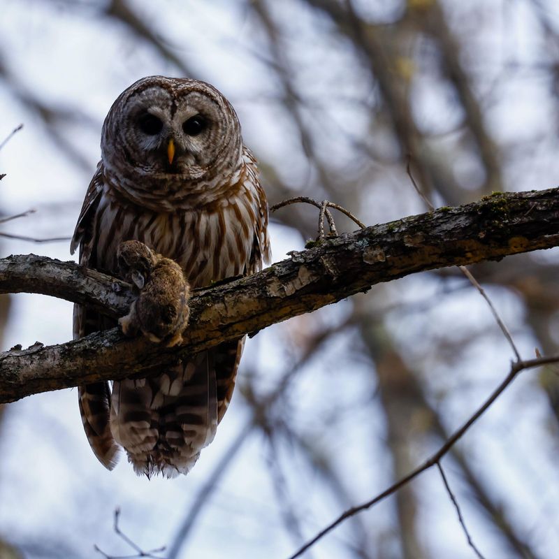Let Mature Trees Provide Hunting Perches