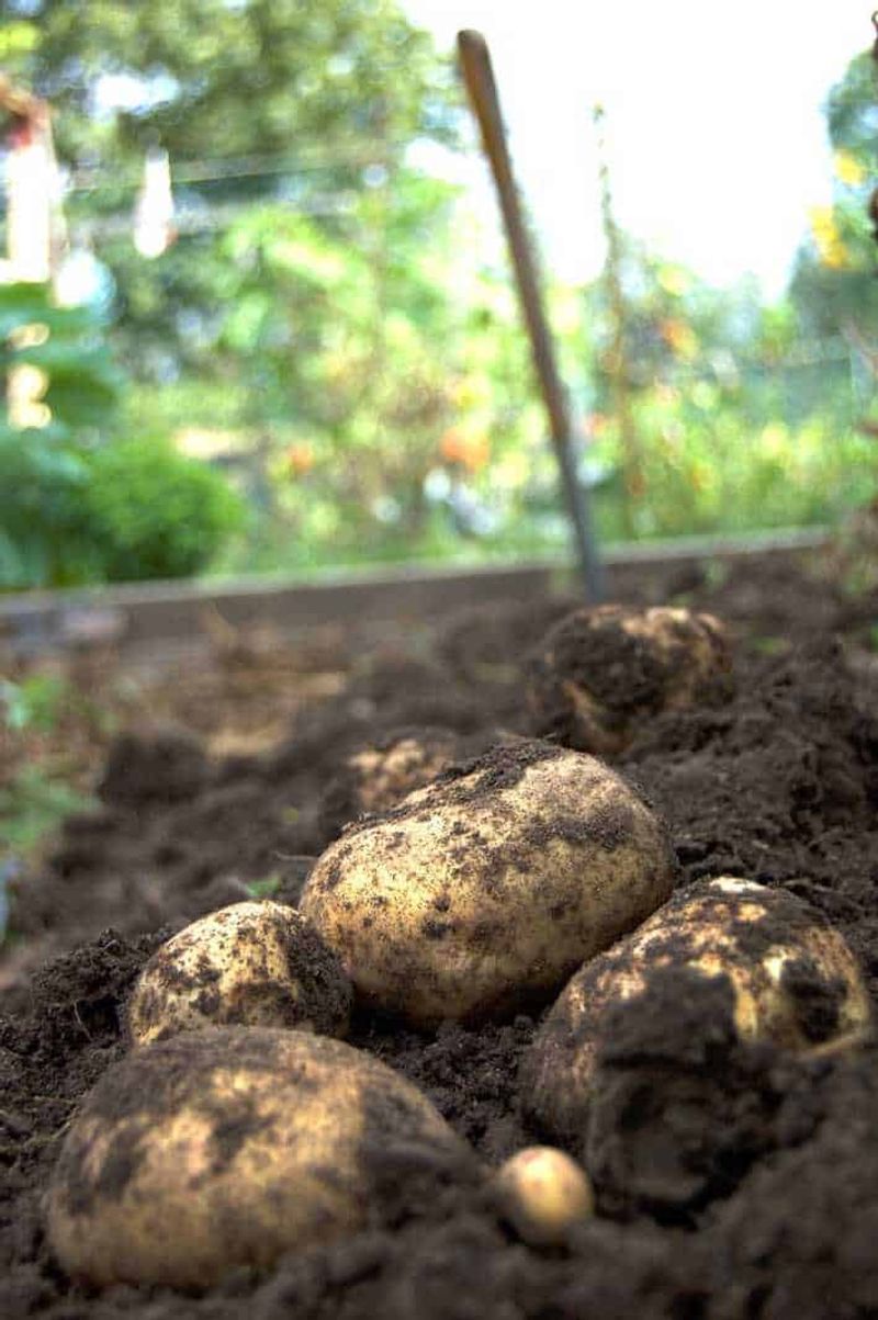 Let Mature Tubers Finish Developing Underground Let Mature Tubers Finish Developing Underground