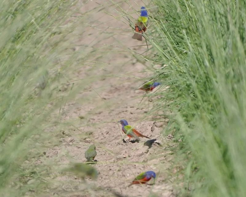 Let Native Grasses Grow Taller For Painted Buntings Let Native Grasses Grow Taller For Painted Buntings